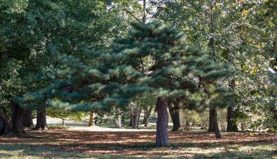 Japanese Pine Tree