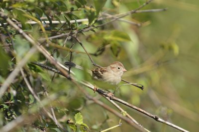 Field Sparrow