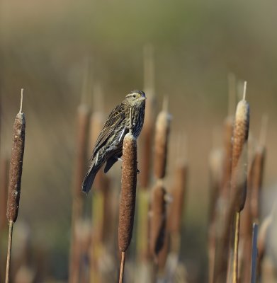 Red-winged Blackbird