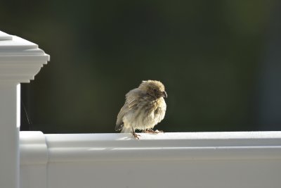 House Finch (Immature)