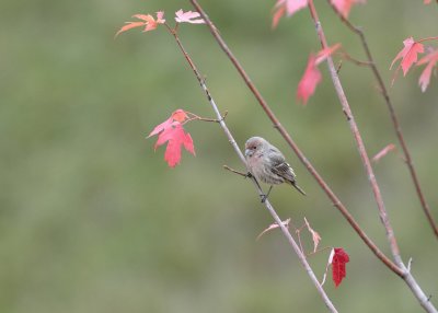 House Finch (Male - Immature)