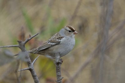 White-crowned Sparrow