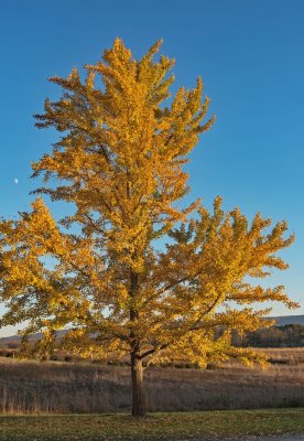 Ginkgo Tree