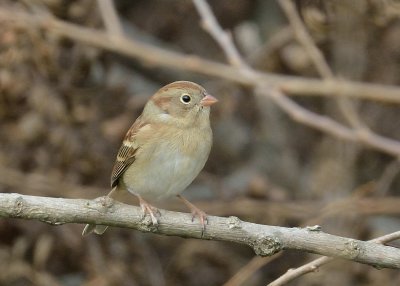 Field Sparrow