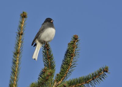 Dark-eyed Junco