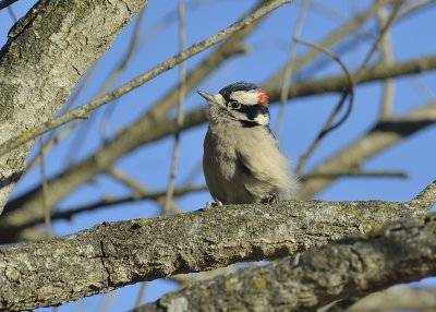 Downy Woodpecker (Male)