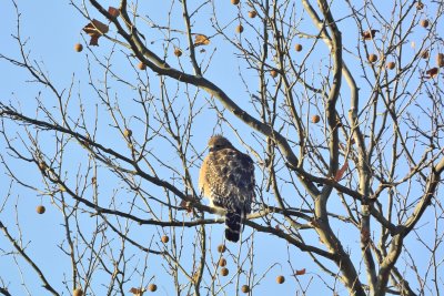 Red-shouldered Hawk