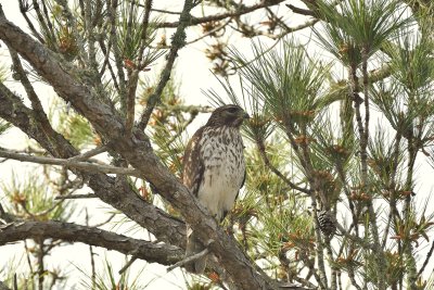 Red-shouldered Hawk