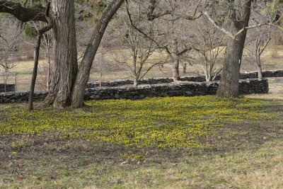 Water Aconite, Eranthis