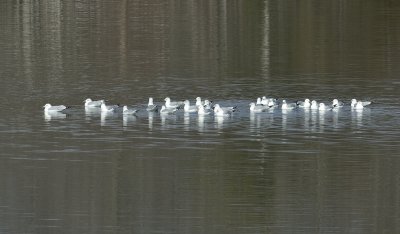 Ring-billed Gulls