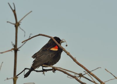 Red-winged Blackbird (Male)