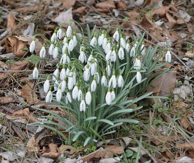 Snowdrops