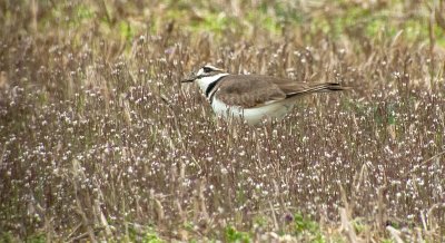 Killdeer