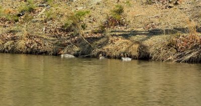 Red-breasted Mergansers