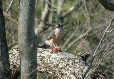 Cooper's Hawk (with Male Northern Cardinal)