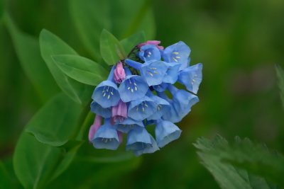 Virginia Bluebells