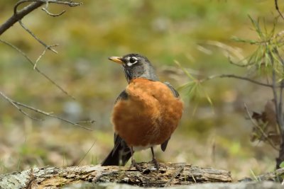 American Robin