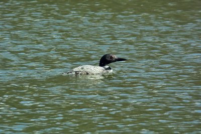 Common Loon