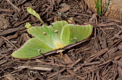 Luna Moth