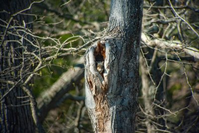 Fox Squirrel