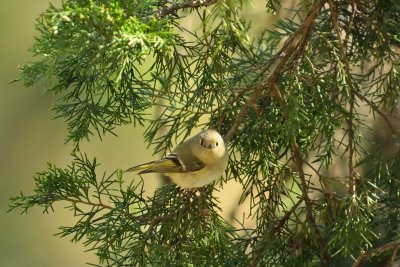 Ruby-crowned Kinglet