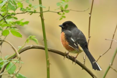 Eastern Towhee (Male)