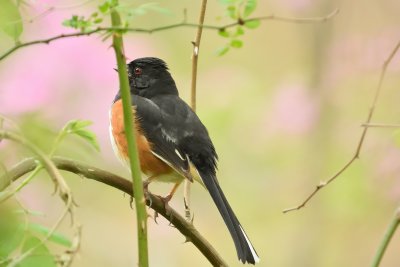 Eastern Towhee (Male)