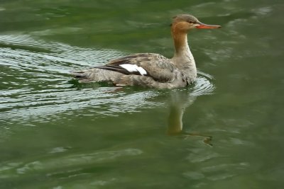 Red-breasted Merganser