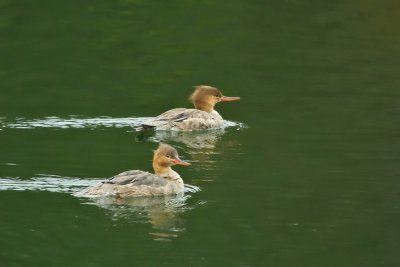 Red-breasted Mergansers