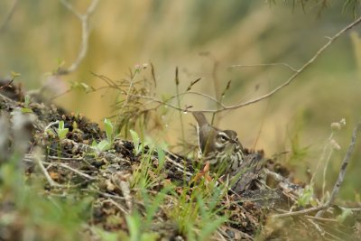 Louisiana Waterthrush