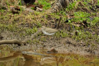 Spotted Sandpiper