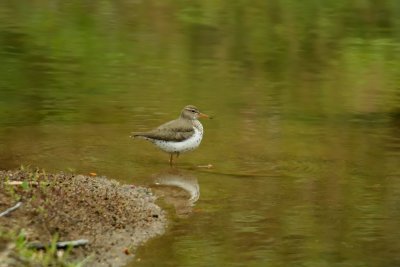 Spotted Sandpiper