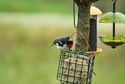 Rose-breasted Grosbeak (Male)