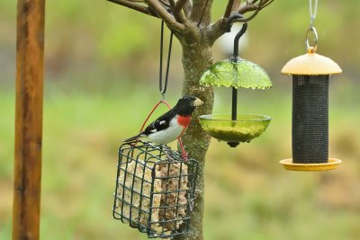 Rose-breasted Grosbeak (Male)