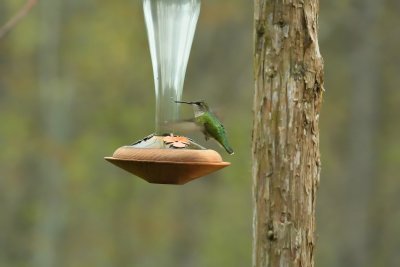 Ruby-throated Hummingbird