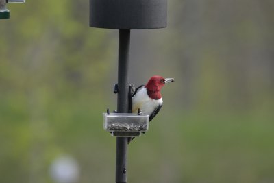 Red-headed Woodpecker