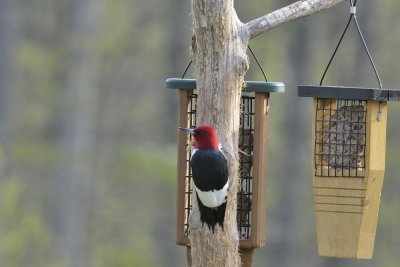 Red-headed Woodpecker