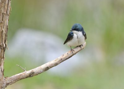 Tree Swallow (Male)