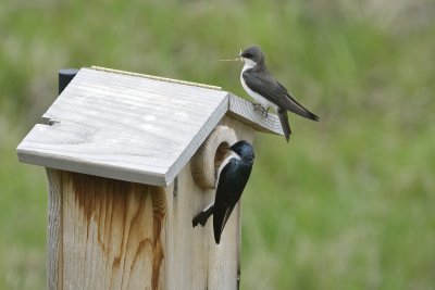 Tree Swallows (Nesting Pair)