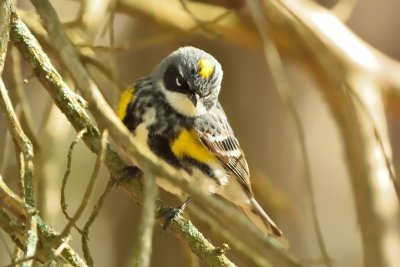 Yellow-rumped Warbler (Male)