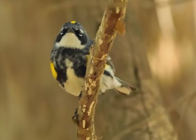 Yellow-rumped Warbler (Male)