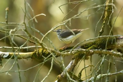 Louisiana Waterthrush