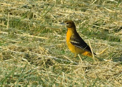 Baltimore Oriole (Female)