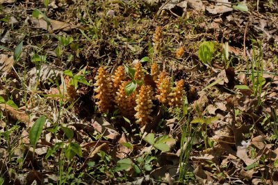 Squaroot (Conopholis americana)