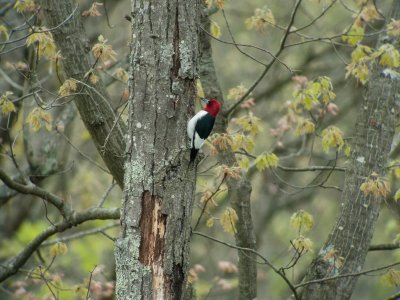 Red-headed Woodpecker