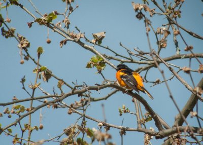 Baltimore Oriole (Male)