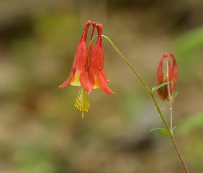 Wild Columbine