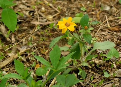 Golden star (Chrysogonum virginianum)