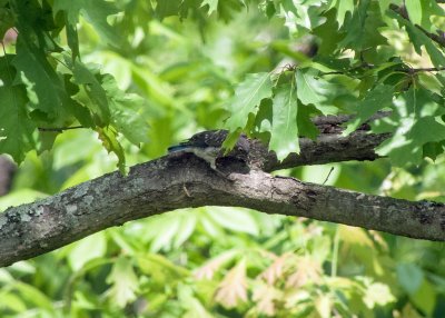 Eastern Bluebird (Juvenile)