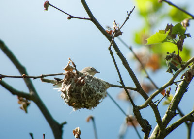 Warbling Vireo on Nest